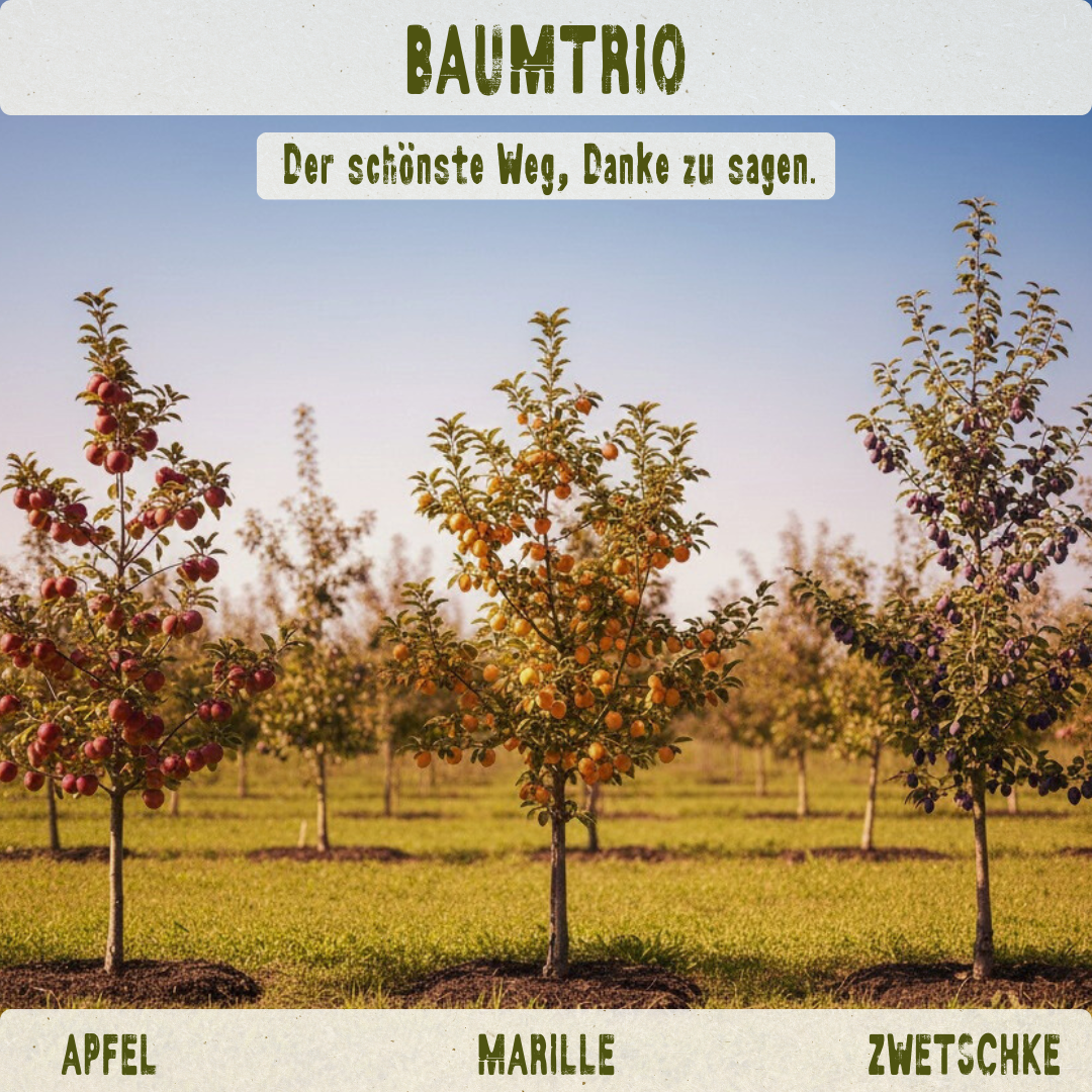 BIO-Obstbaum inkl. Obst & Erlebnisernte