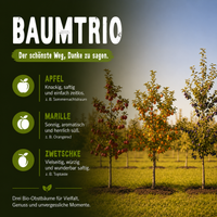 Dein eigener Bio-Obstbaum