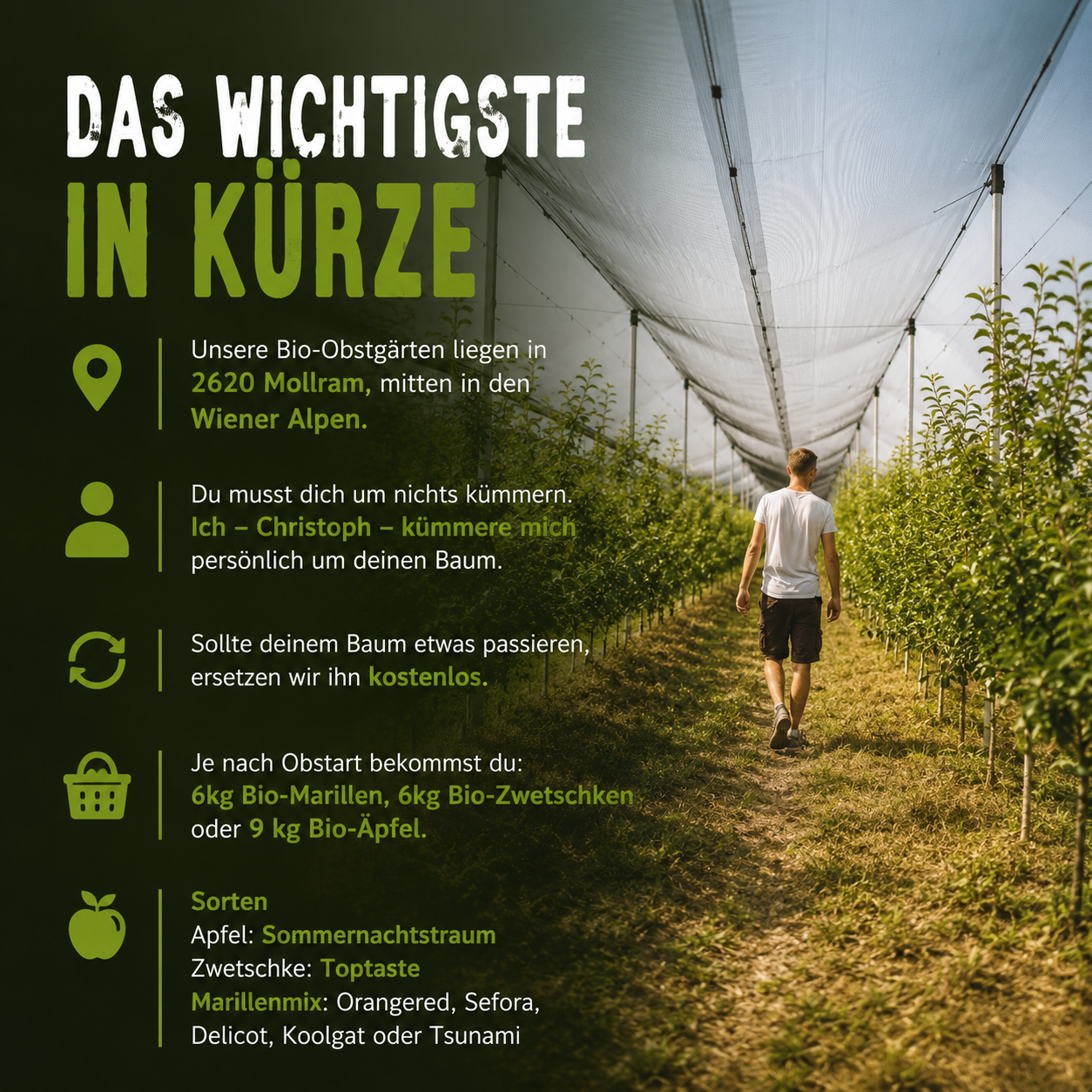 Dein eigener Bio-Obstbaum