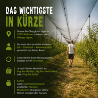 Dein eigener Bio-Obstbaum