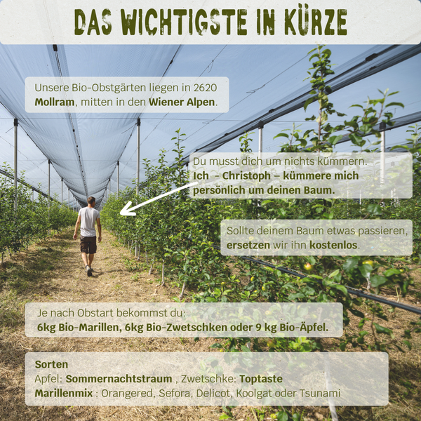 BIO-Obstbaum inkl. Obst & Erlebnisernte