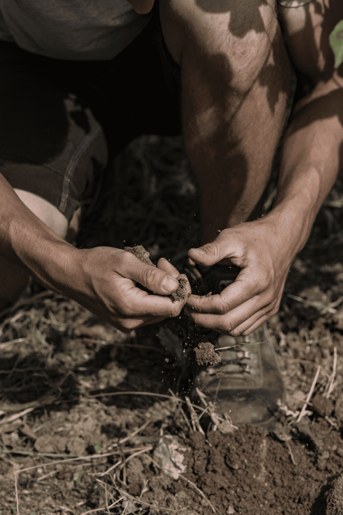 Baumtrio - Natur Näher - Traum-Baum
