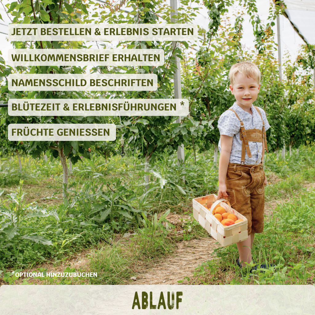 BIO-Obstbaum inkl. Obst & Erlebnisernte