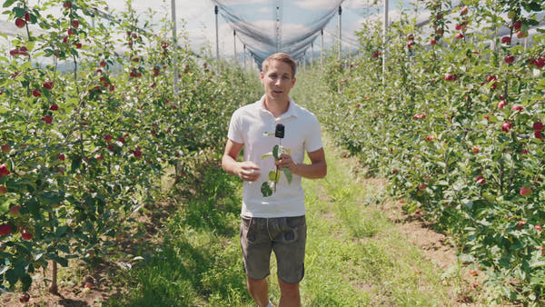 BIO-Obstbaum inkl. Obst & Erlebnisernte