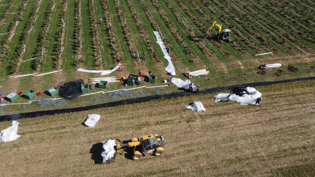 Video: Vom Sturm zu den Baumpatenschaften 