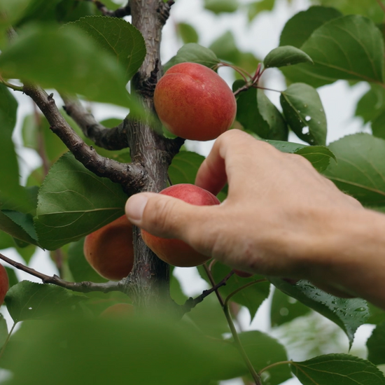 Bio-Marillen aus der Baumpatenschaft frisch aus dem Obstgarten pflücken