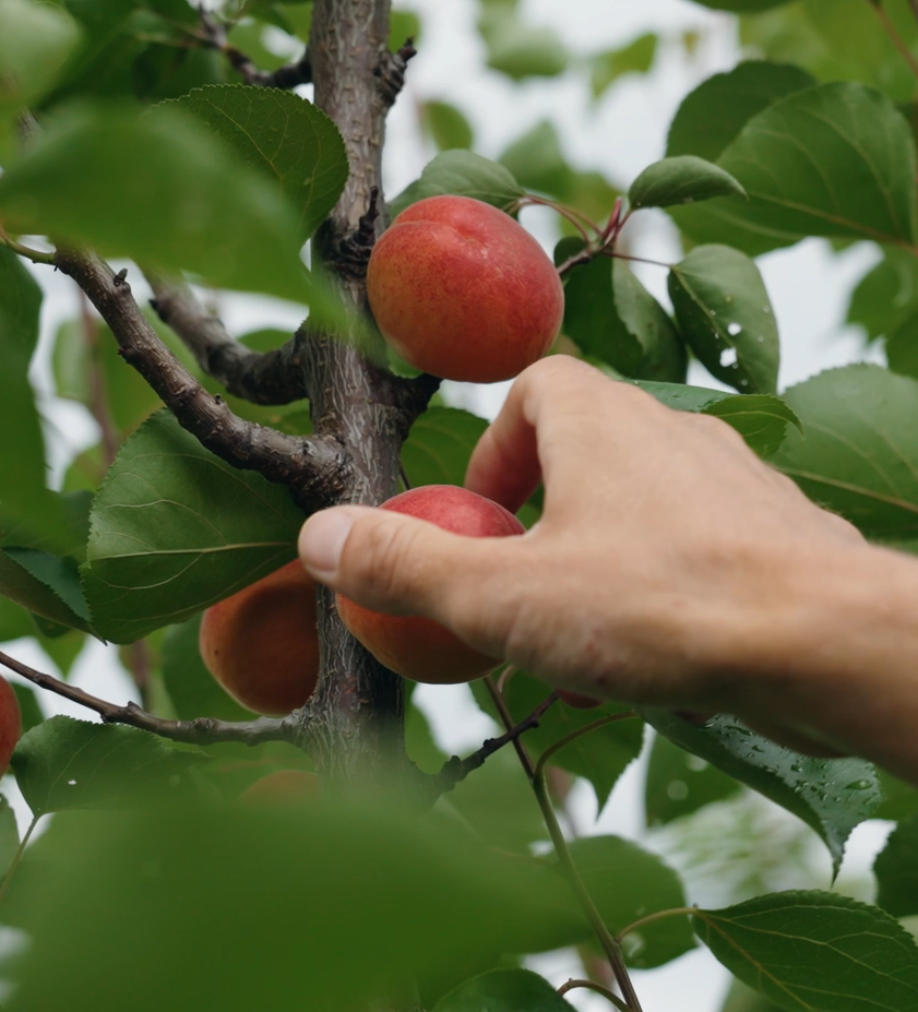 Bio-Marillen aus der Baumpatenschaft frisch aus dem Obstgarten pflücken