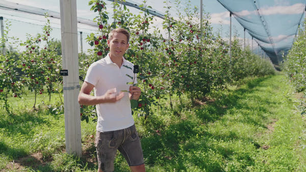 Dein eigener Bio-Obstbaum